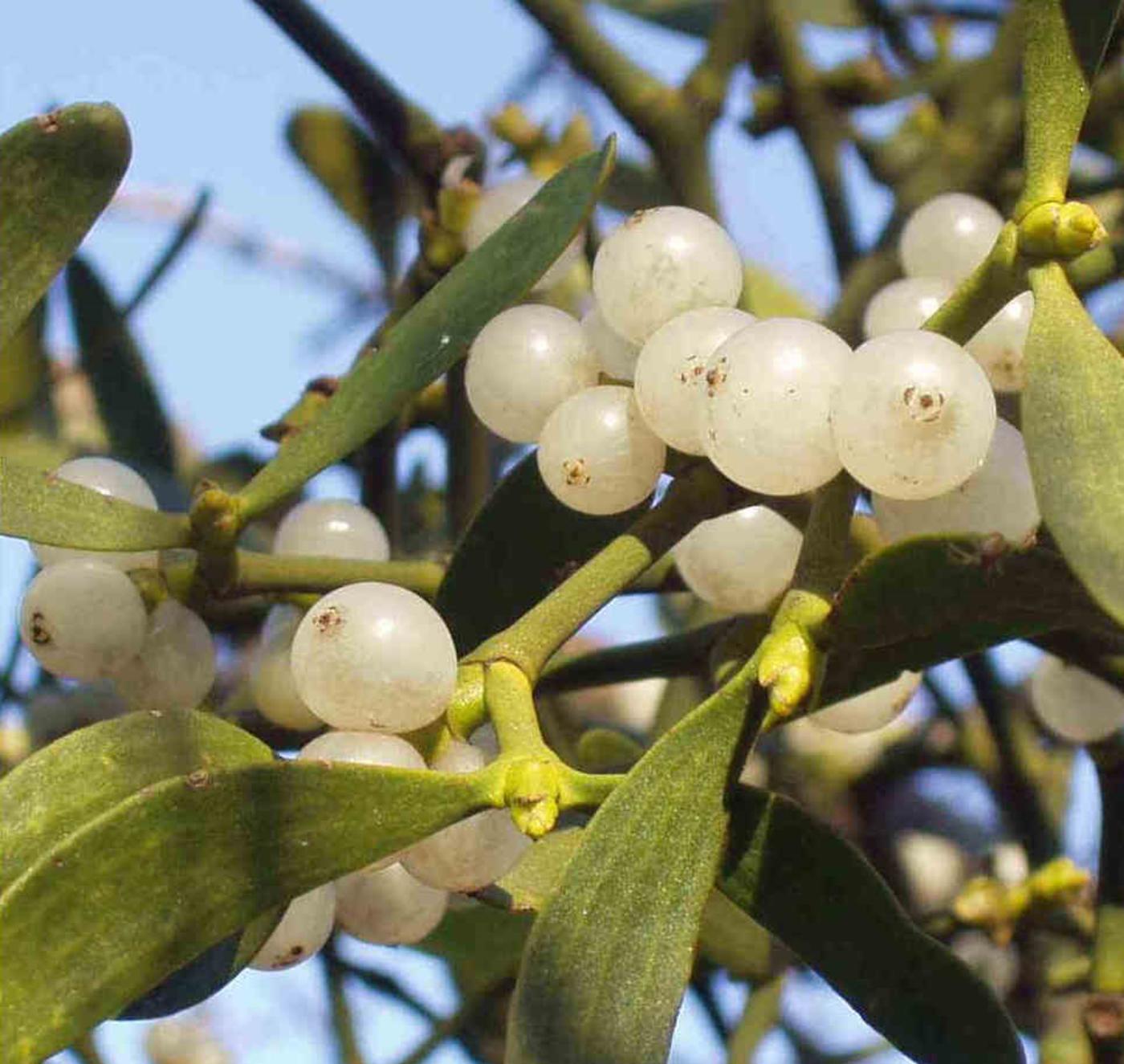 Mistletoe fruit